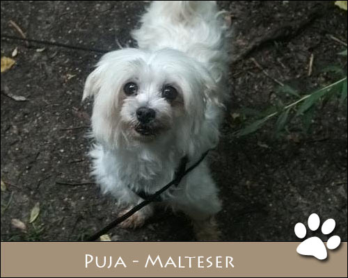Bild von Puja