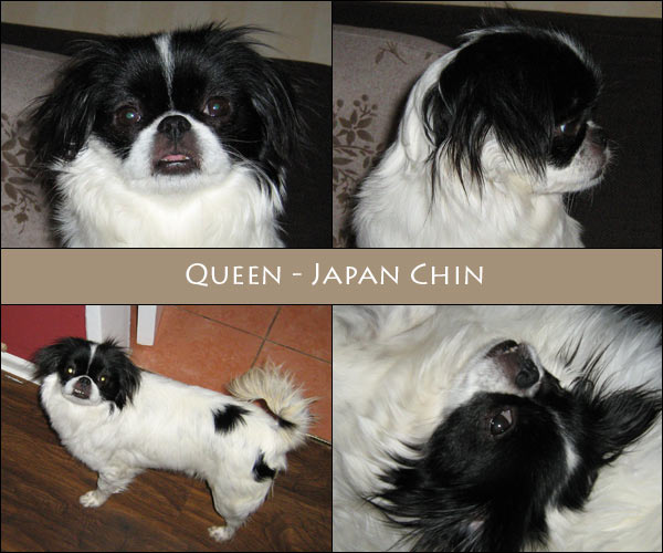 Bild von Queen