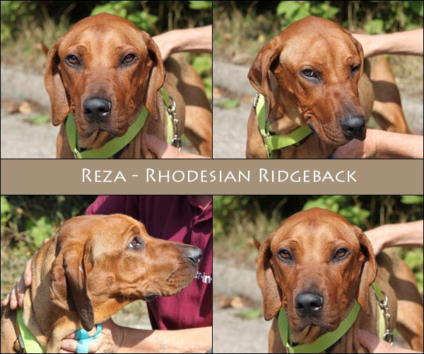 Bild von Reza