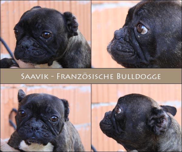 Bild von Saavik