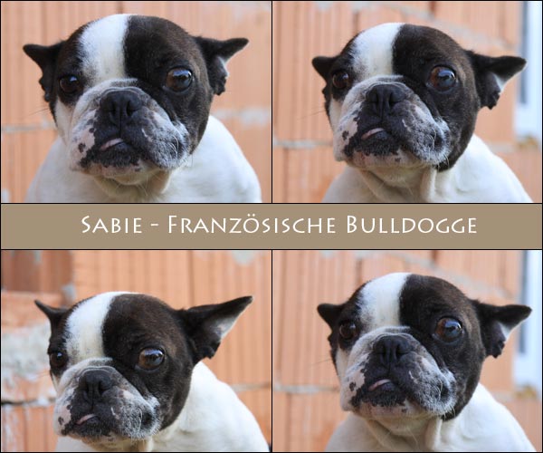 Bild von Sabie