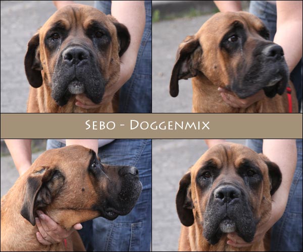 Bild von Sebo