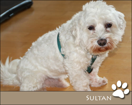 Bild von Sultan