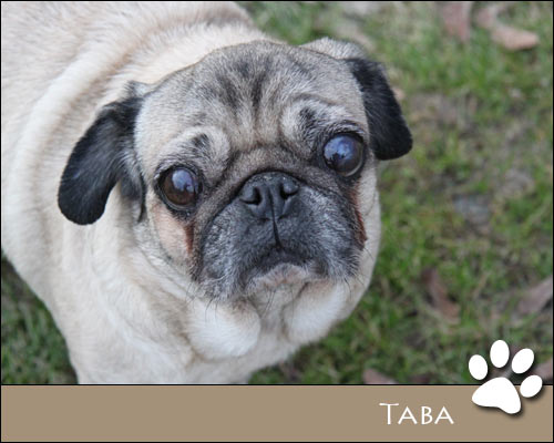 Bild von Taba