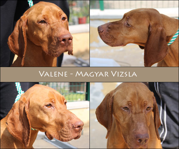 Bild von Valene