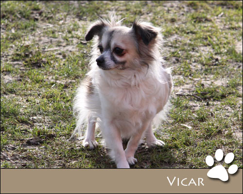 Bild von Vicar
