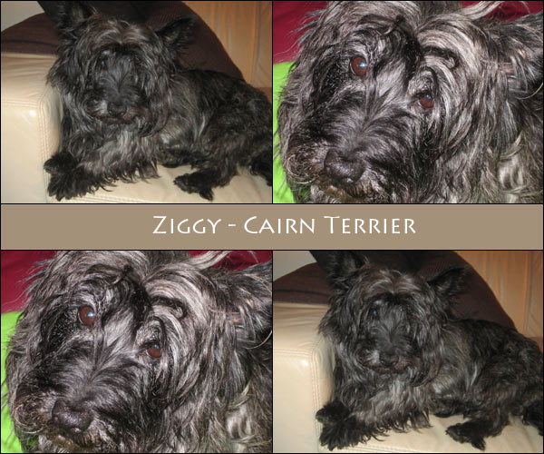 Bild von Ziggy
