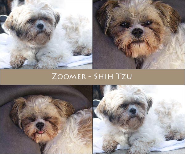 Bild von Zoomer