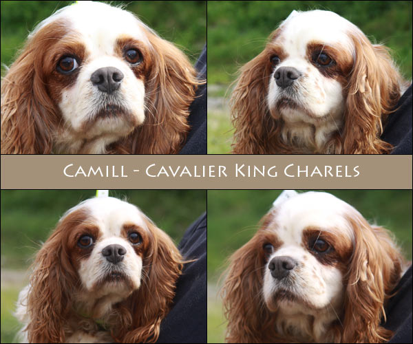 Bild von Camill