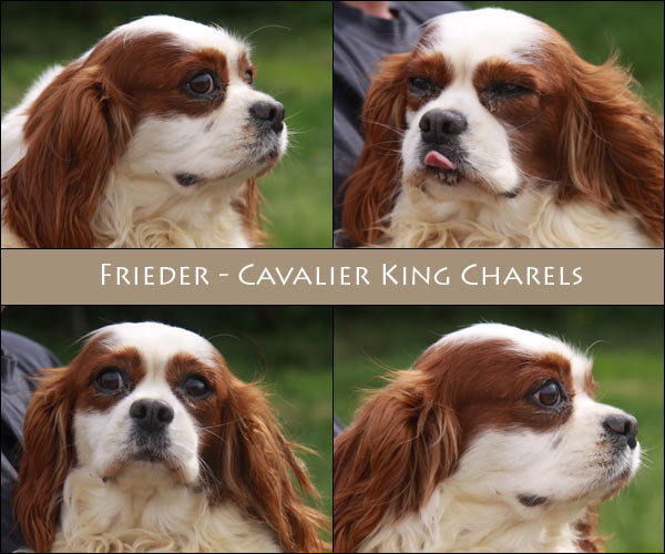 Bild von Frieder