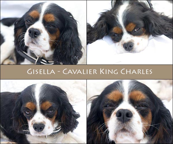 Bild von Gisella