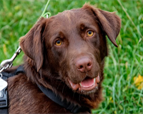 Retriever In Not Erfahrungen Liberty For Dogs www.retriever-in-not.de