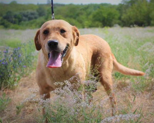 Retriever In Not Erfahrungen Liberty For Dogs Startseite | Retriever in Not - liberty for dogs