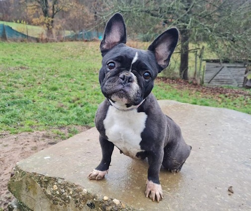 Hettie