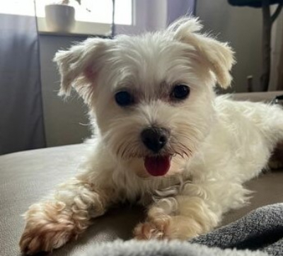 Milou