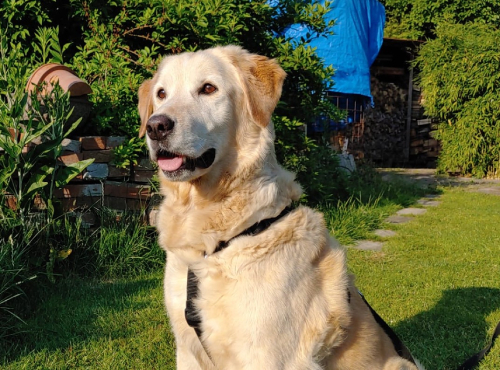Retriever In Not Erfahrungen Liberty For Dogs www.retriever-in-not.de