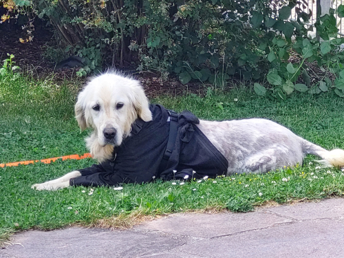 Retriever In Not Erfahrungen Liberty For Dogs Startseite | Retriever in Not - liberty for dogs