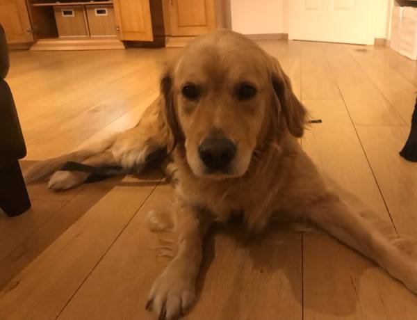 Sophie
