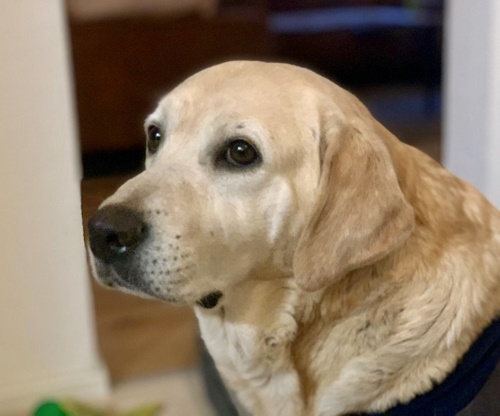 Retriever In Not Erfahrungen Liberty For Dogs Startseite | Retriever in Not - liberty for dogs