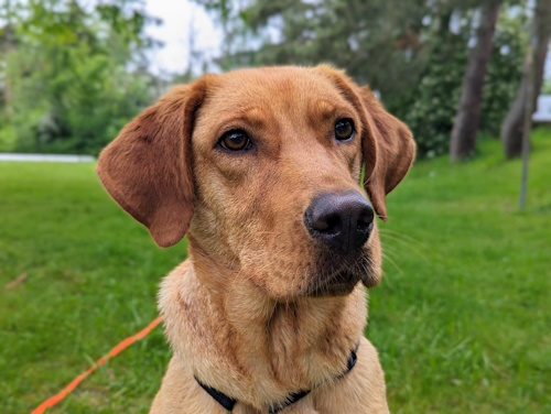 Retriever In Not Erfahrungen Liberty For Dogs Startseite | Retriever in Not - liberty for dogs