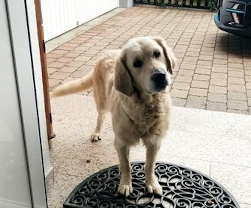 Retriever In Not Erfahrungen Liberty For Dogs Startseite | Retriever in Not - liberty for dogs