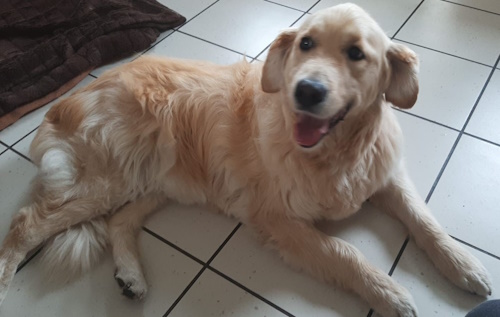 Retriever In Not Erfahrungen Liberty For Dogs