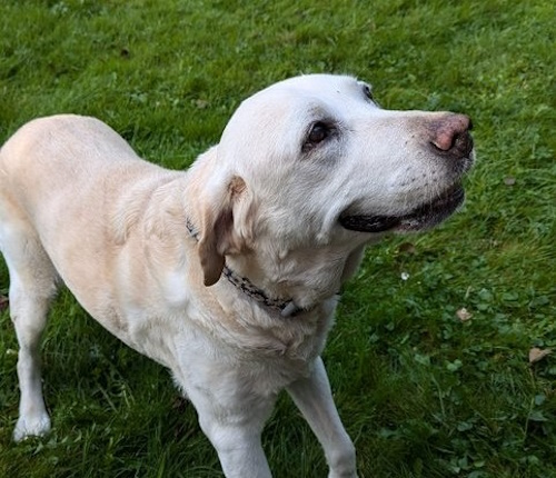 Retriever In Not Erfahrungen Liberty For Dogs Startseite | Retriever in Not - liberty for dogs