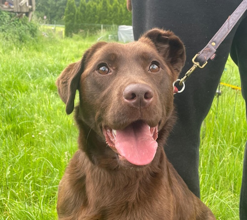 Retriever In Not Erfahrungen Liberty For Dogs Startseite | Retriever in Not - liberty for dogs