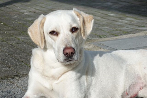 Retriever In Not Erfahrungen Liberty For Dogs Startseite | Retriever in Not - liberty for dogs