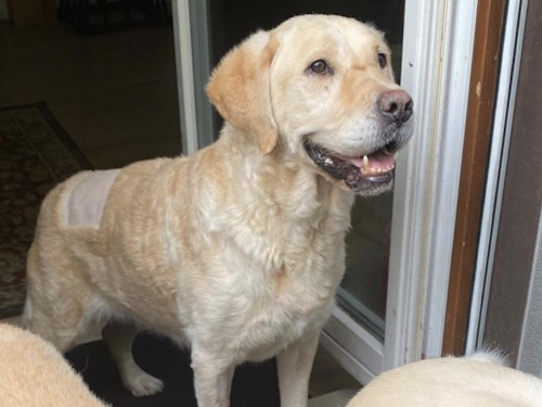 Retriever In Not Erfahrungen Liberty For Dogs Startseite | Retriever in Not - liberty for dogs