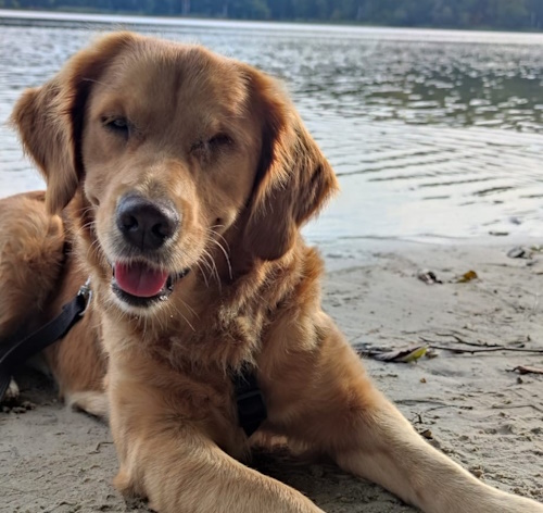 Retriever In Not Erfahrungen Liberty For Dogs Startseite | Retriever in Not - liberty for dogs