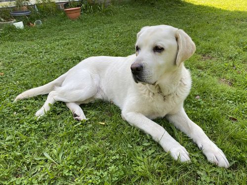 Argo