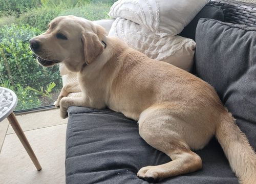Cooper 