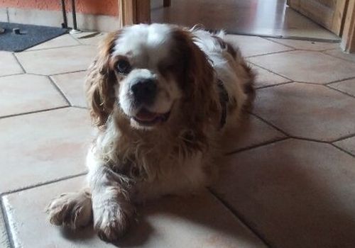 Muki