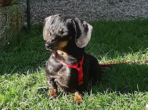 Trudi