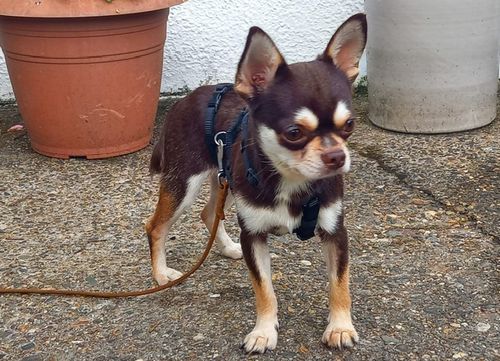 Zorro