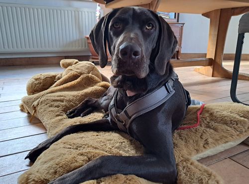 Kona