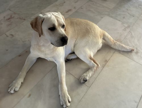 Lilly