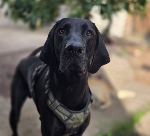 Pedro