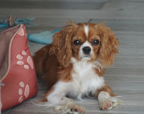 Archie
