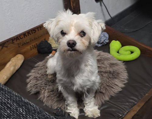 Belka