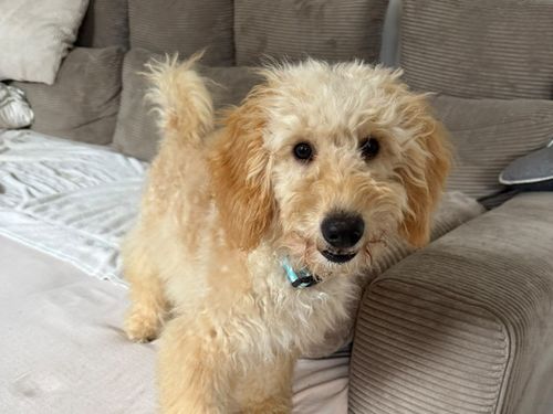 Buddy