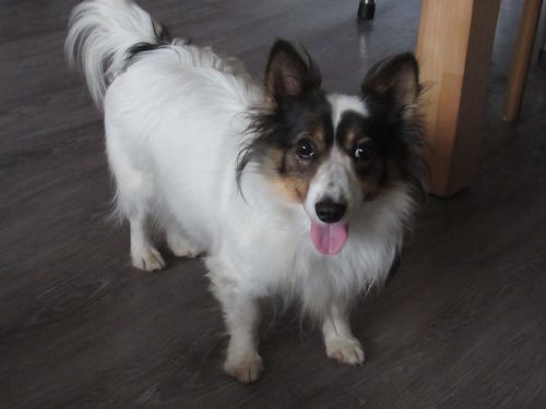 Eviana