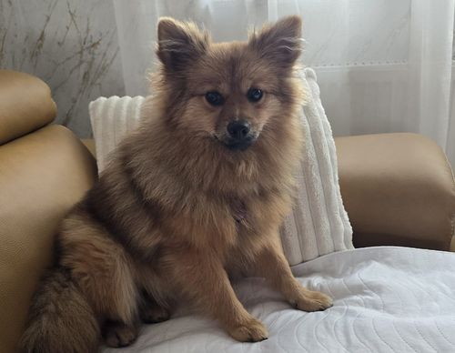 Foxy