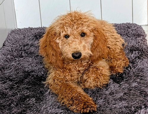 Fritz