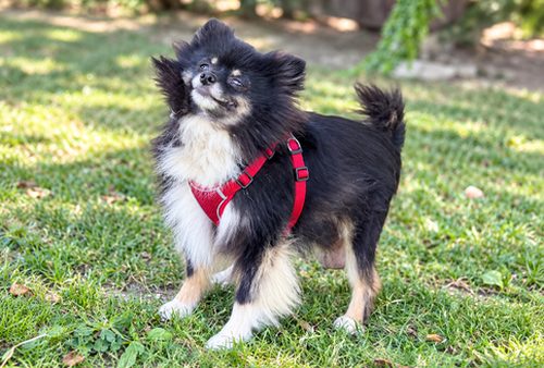 Heidi