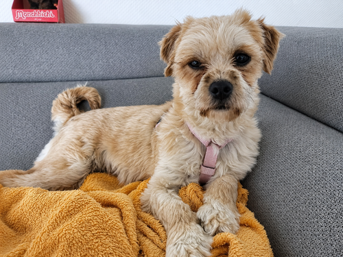 Lili