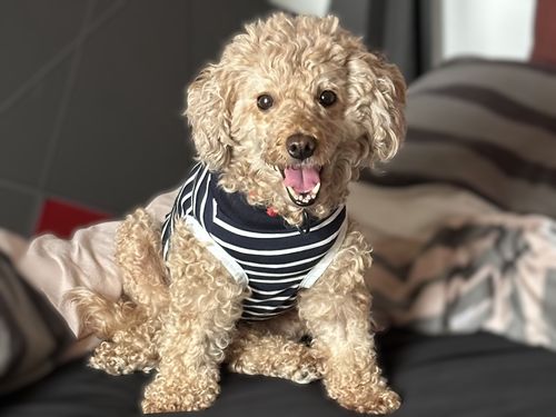 Nala