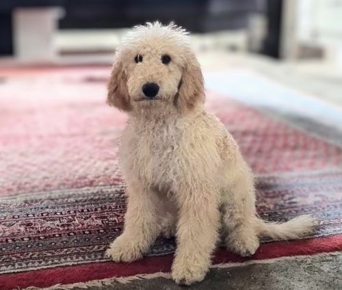 Sammi