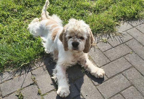 Sofia